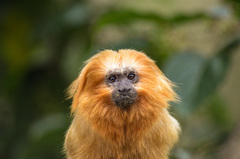 Leontopithecus rosalia