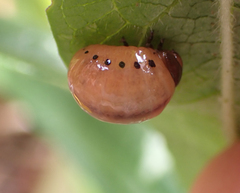 Labidomera clivicollis