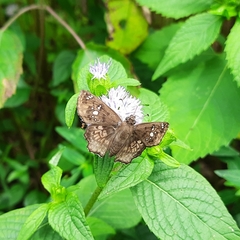 Caprona ransonnettii