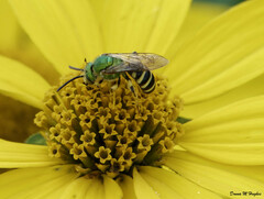 Agapostemon virescens