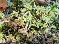 Sphagnum
