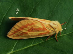 Hepialus humuli