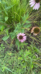 Echinacea purpurea