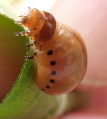 Labidomera clivicollis