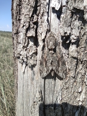 Agrius convolvuli