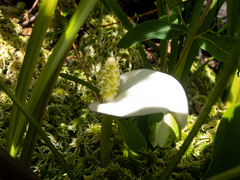 Calla palustris