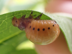 Labidomera clivicollis