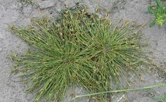 Cyperus pannonicus