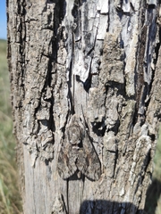 Agrius convolvuli
