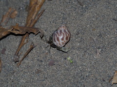 Coenobita cavipes