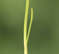 Cyperus pannonicus