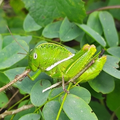 Teratodes monticollis