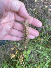 Elymus virginicus