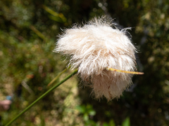 Eriophorum