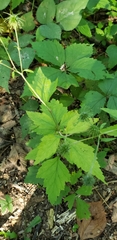 Geum canadense