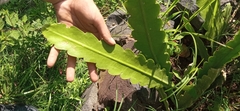 Hylocereeae