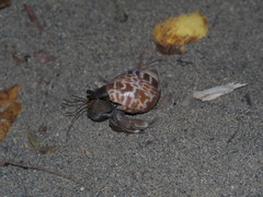 Coenobita cavipes
