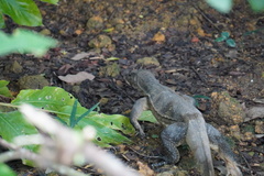 Varanus salvator macromaculatus