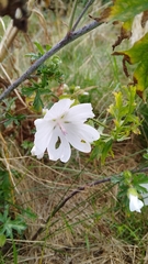 Malva moschata