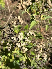 Parthenium integrifolium