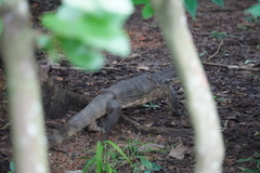 Varanus salvator macromaculatus
