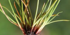 Cyperus pannonicus