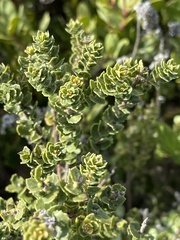 Morella cordifolia