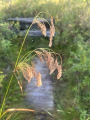 Scirpus
