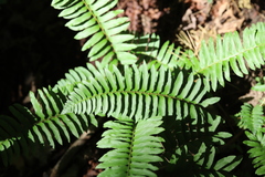 Polystichum acrostichoides