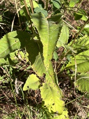 Parthenium integrifolium