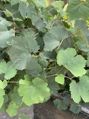 Vitis girdiana