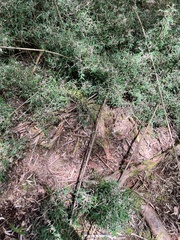 Trimeresurus gracilis