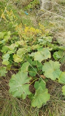 Alchemilla mollis