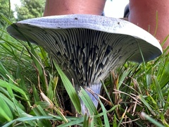 Lactarius indigo