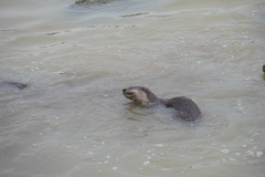 Lutrogale perspicillata