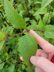 Helianthus pauciflorus
