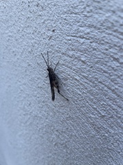 Psinidia fenestralis