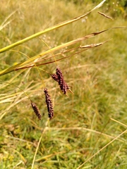 Carex flacca