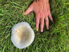 Lactarius indigo