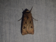 Agrotis exclamationis