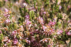 Erica rosacea
