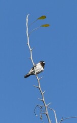 Spermestes cucullata