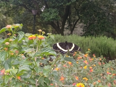 Papilio garamas