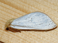 Hepialus humuli