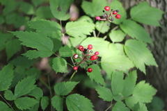 Actaea