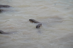 Lutrogale perspicillata