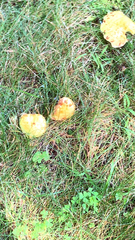 Suillus americanus