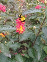 Bombus sonorus