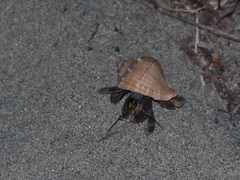 Coenobita cavipes