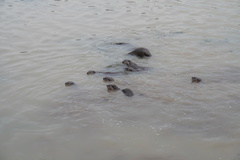 Lutrogale perspicillata